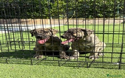 Dogo Canario perros en venta: Cachorros de presa canario - Imagen 9
