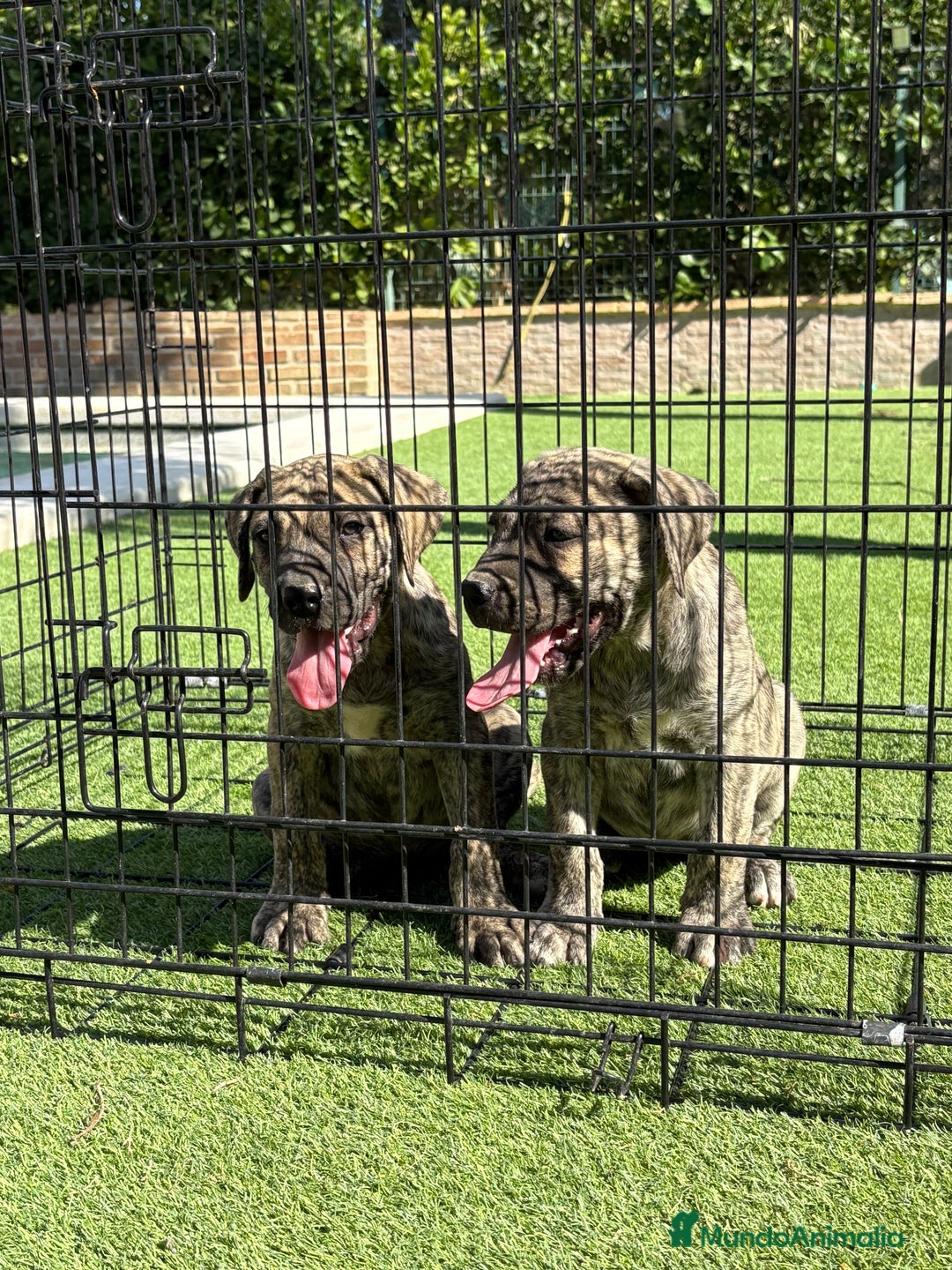 Dogo Canario perros en venta: Cachorros de presa canario - Imagen 9