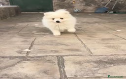 Pomerania perros en venta: Preciosos Lulu pomerania toy - Imagen 4