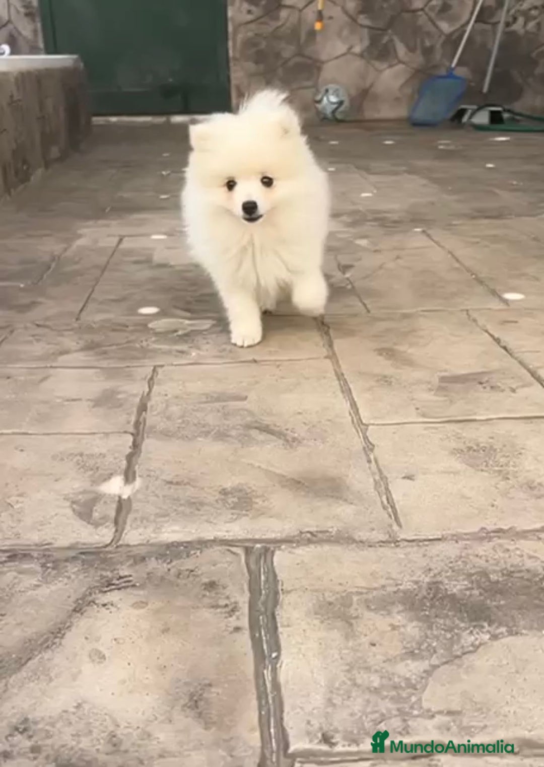 Pomerania perros en venta: Preciosos Lulu pomerania toy - Imagen 4