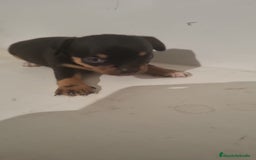 Chihuahua perros en venta: Hembra chihuahua negra  - Imagen 1
