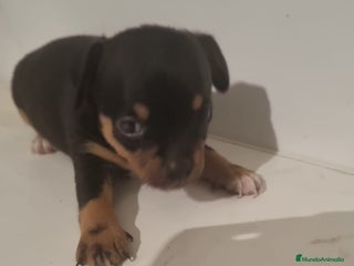 Chihuahua perros - Anuncio 38
