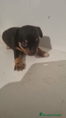 Chihuahua perros - Anuncio 2