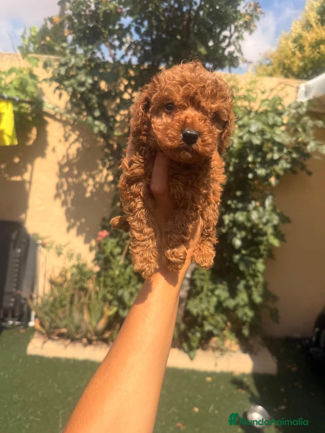 Caniche Enano perros en venta: CANICHE ENANO  - Anuncio 1