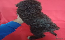 Perro de Agua Español perros en venta: Perro de Agua Español Bicolor - Imagen 3