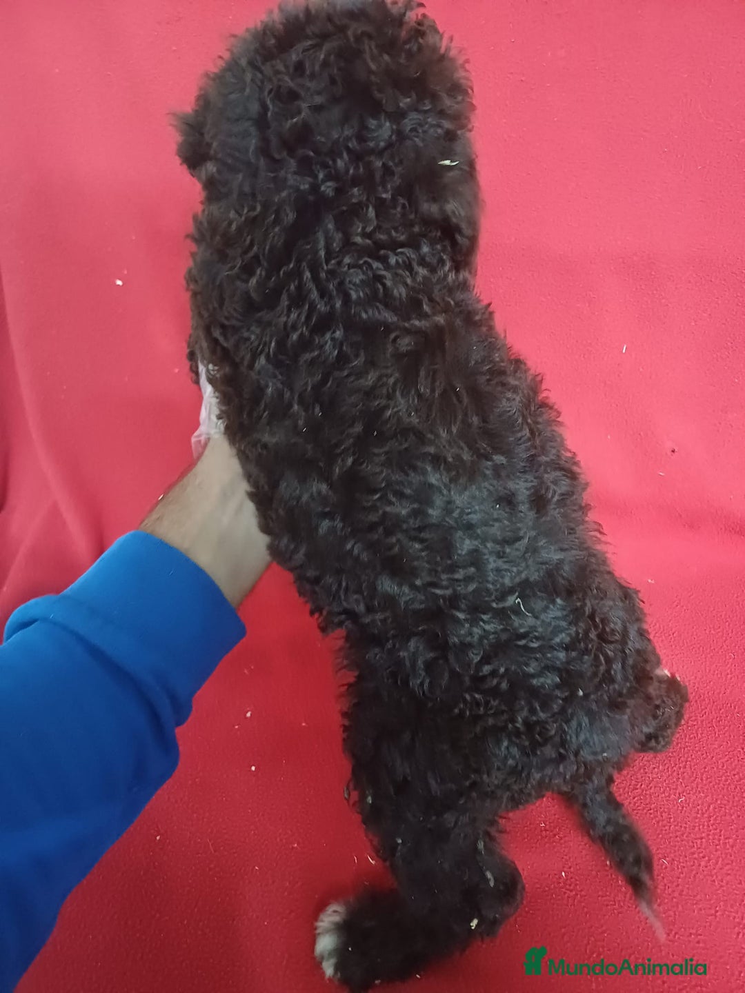 Perro de Agua Español perros en venta: Perro de Agua Español Bicolor - Imagen 3