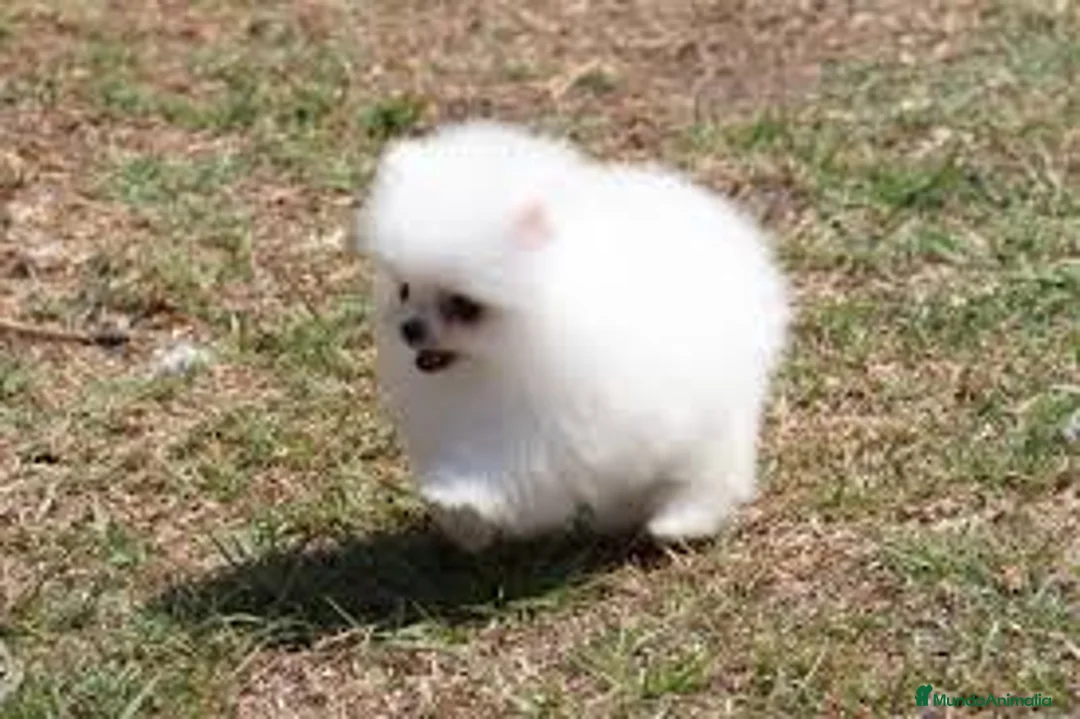 Pomerania perros en venta: pomerania  - Anuncio 1