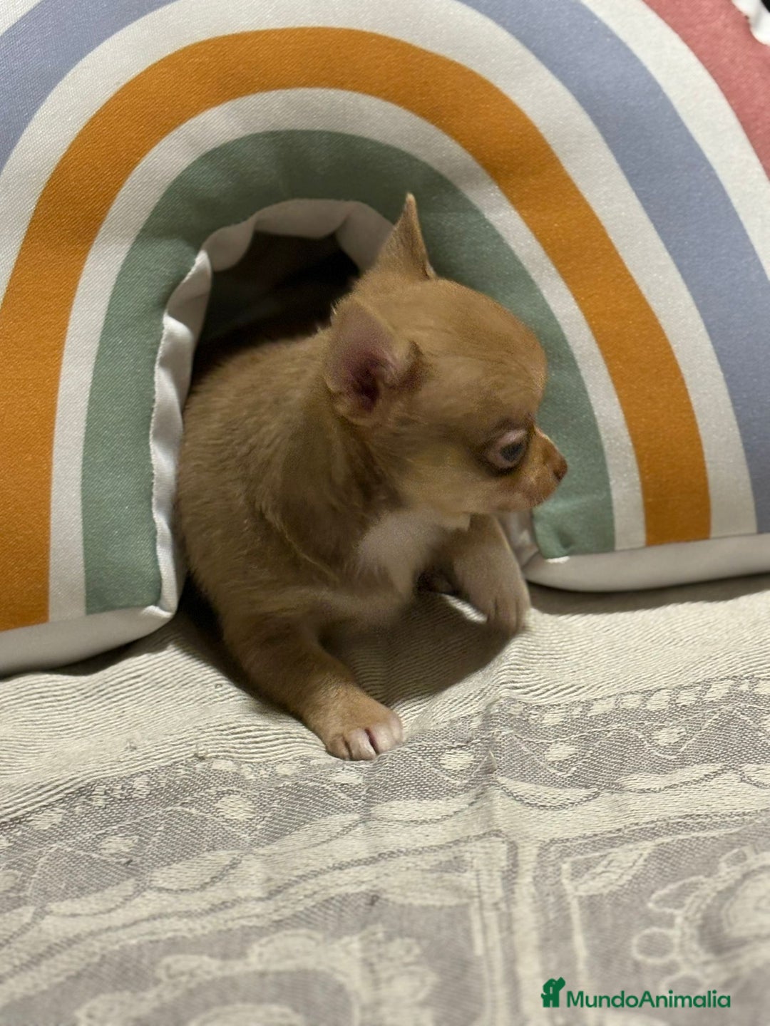 Chihuahua perros en venta: Exclusivos chihuahuas rusos - Imagen 23