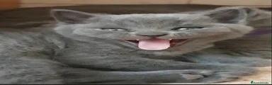 Británico de Pelo Corto 3