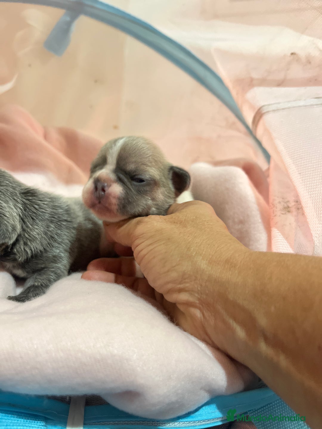 Bulldog Francés perros en venta: Bulldog Francés criado en familia Cría responsable - Imagen 2