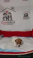 Jack Russell Terrier Cachorro 3
