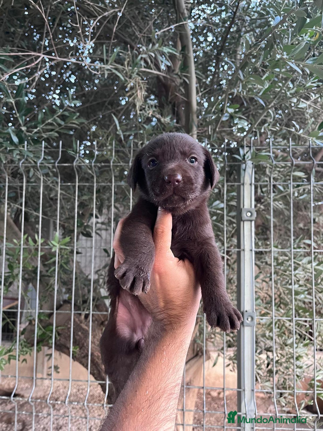 Labrador Retriever perros en venta: LABRADOR CALIDAD Y SELECCIÓN  - Imagen 1