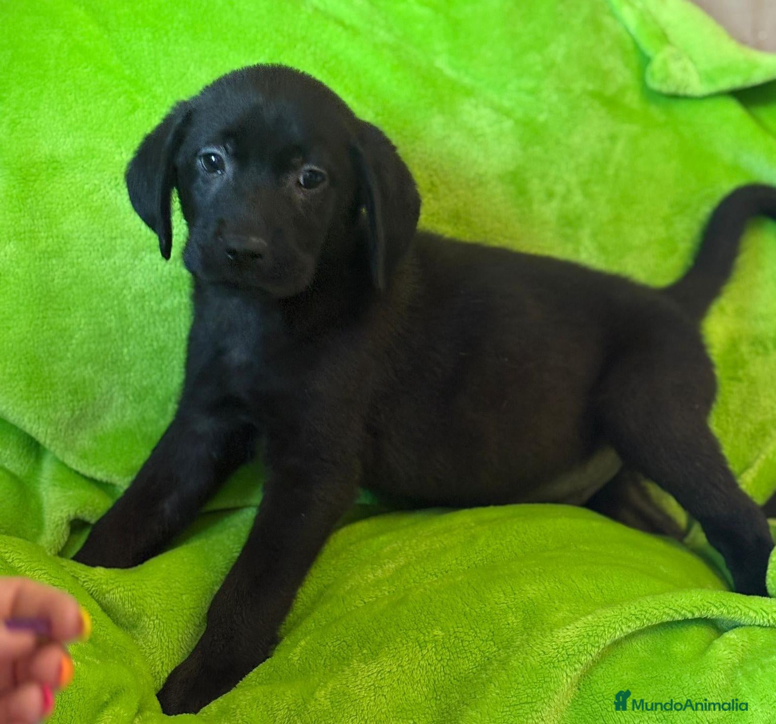 Labrador Retriever perros en venta: Último Labrador Negro macho !! - Anuncio 1