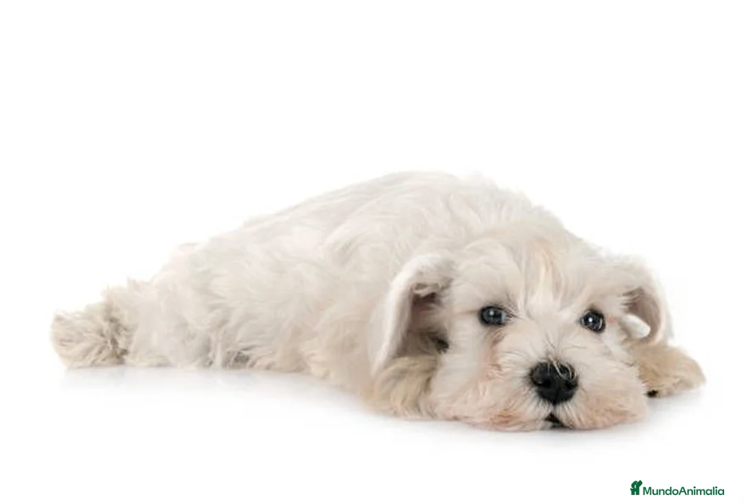Schnauzer Miniatura perros en venta: Schnauzer miniatura blanco - Anuncio 2