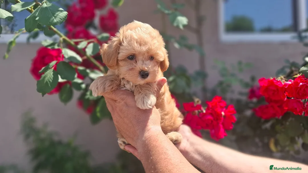 Maltipoo perros en venta: MALTIPOO MACHO - Anuncio 4