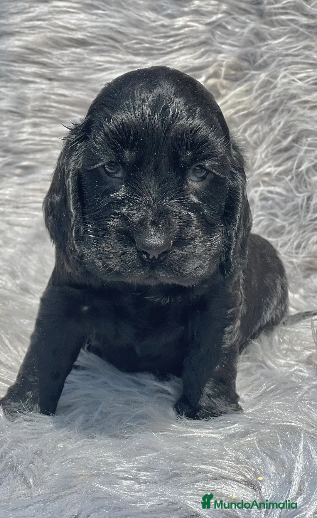 Cocker Spaniel Inglés perros en venta: Cocker negro macho  - Anuncio 2
