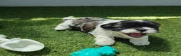 Shih Tzu perros en venta: shih tzu - Anuncio 6