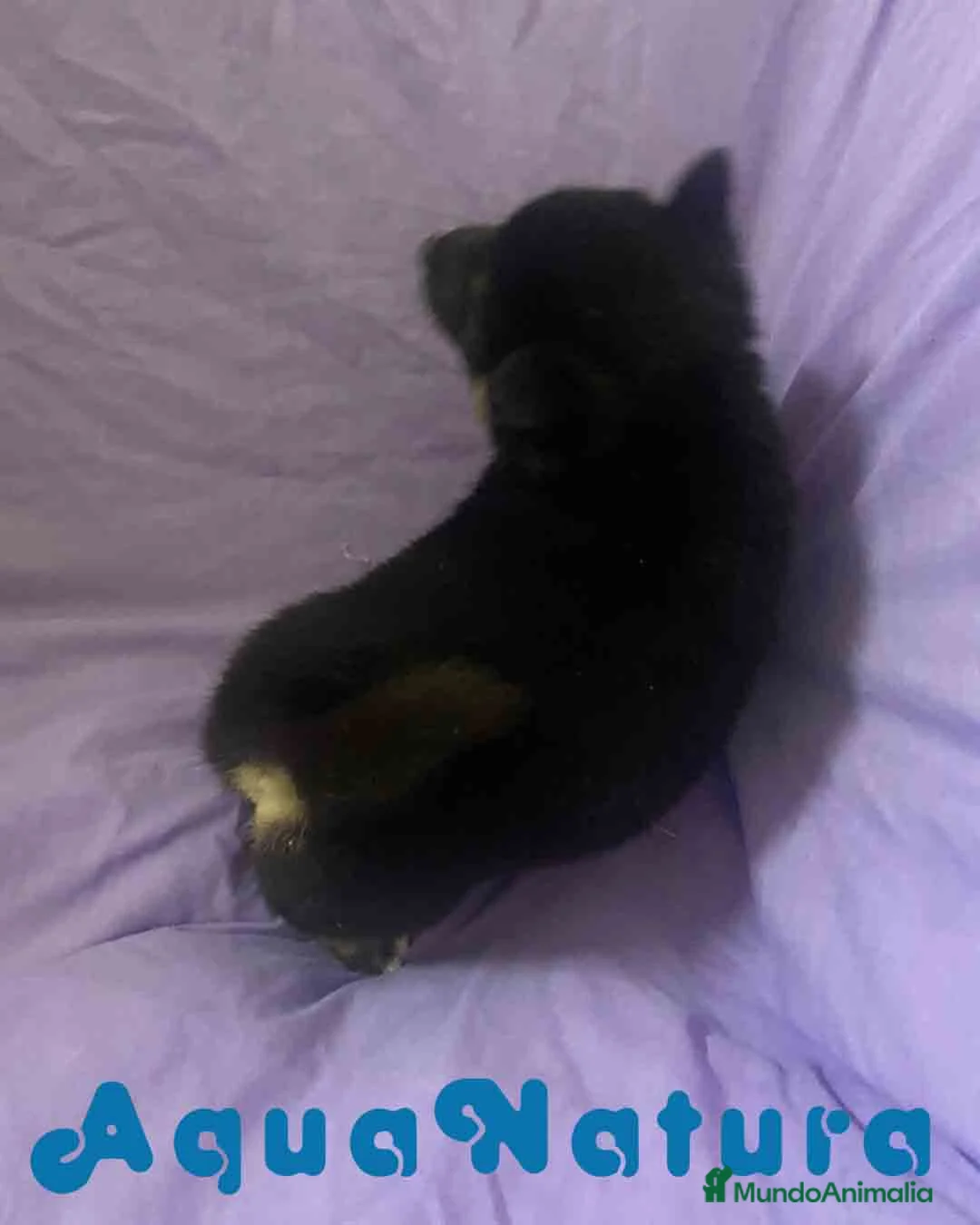 Shiba Inu perros en venta: Shiba Inu Hembra de Magui AQUANATURA - Anuncio 3