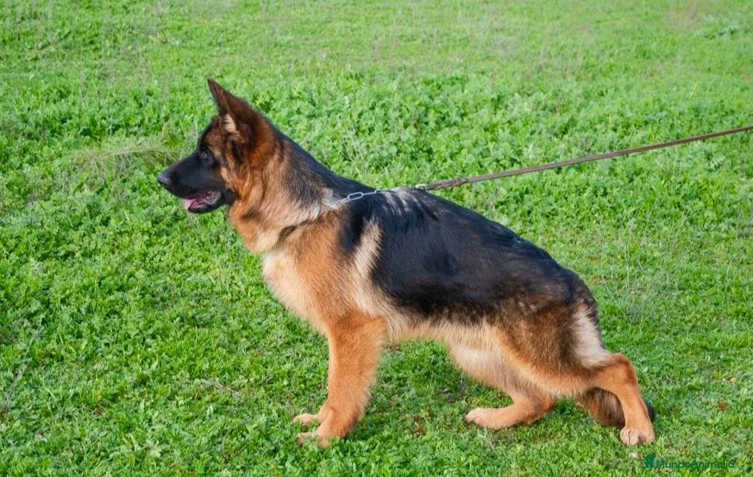 Pastor Alemán perros en venta: Tuno de Los Malvares - Anuncio 2