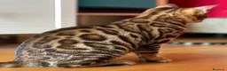 Bengalí gatos en venta: Hembra Bengalí de Alta Calidad - Anuncio 5