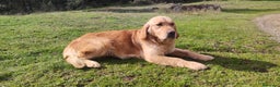 Golden Retriever perros en venta: Golden Retriever - Anuncio 9