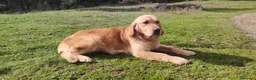 Golden Retriever perros en venta: Golden Retriever - Anuncio 11