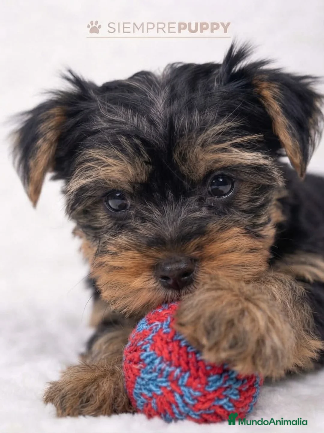 Yorkshire Terrier perros en venta: CACHORRITO YORKSHIRE - Anuncio 2