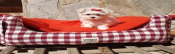 Bichón Maltés perros en venta: Bichón Maltés - Anuncio 6