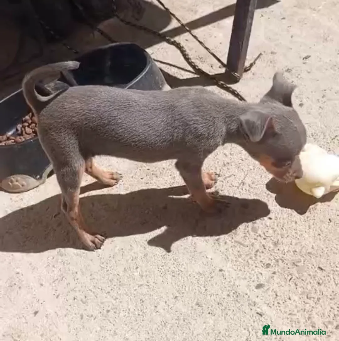 Pinscher Miniatura perros en venta: Hembra pinscher Blue🐶🐾 en Barcelona - Anuncio 2