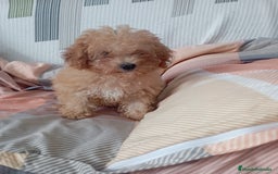 Caniche Toy perros en venta: Caniche toy  - Imagen 2