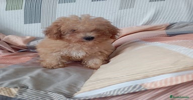 Caniche Toy perros - Anuncio 2