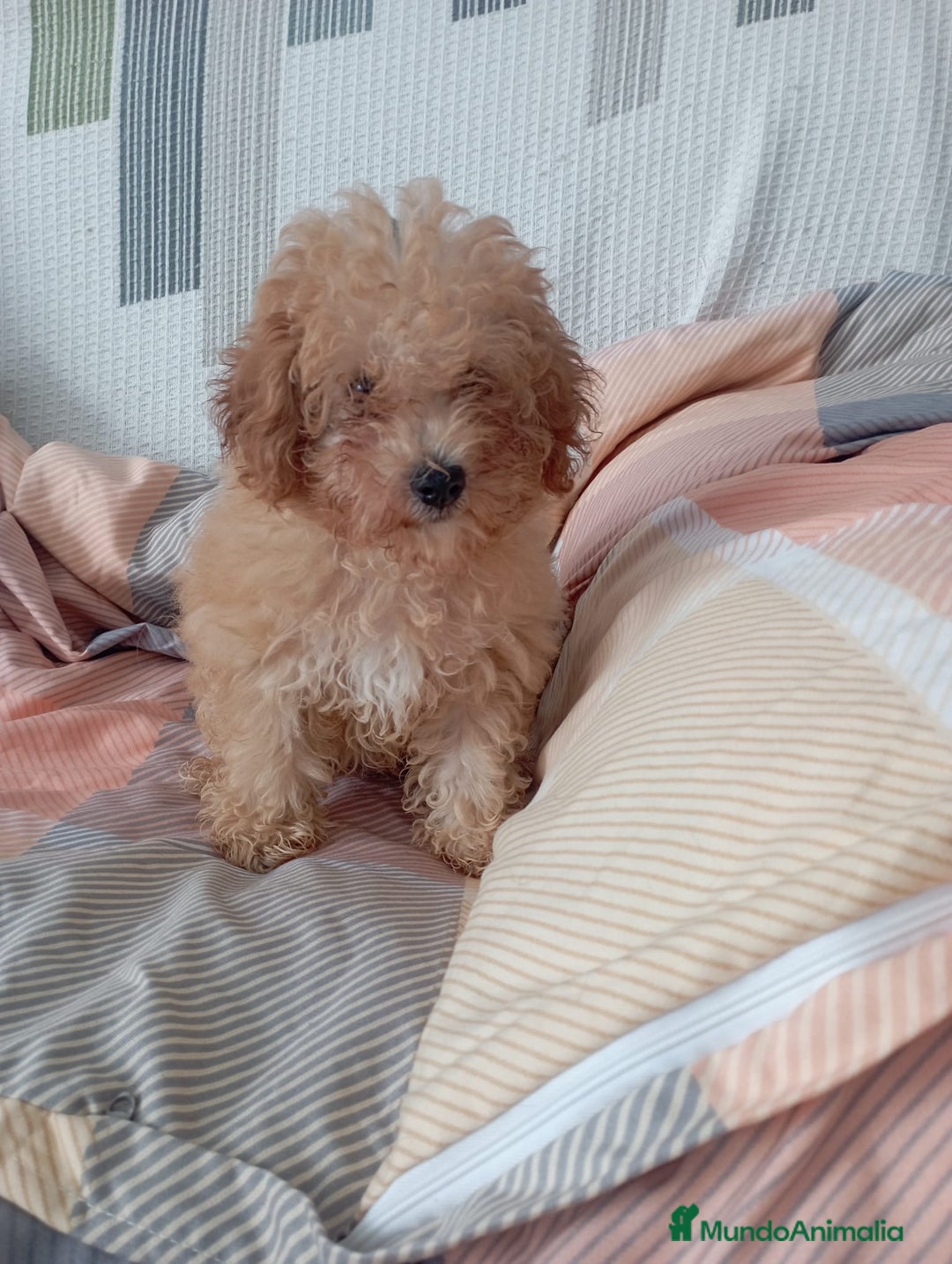 Caniche Toy perros en venta: Caniche toy  - Imagen 2