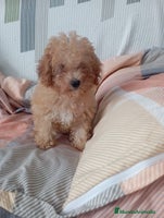 Caniche Toy perros - Anuncio 6