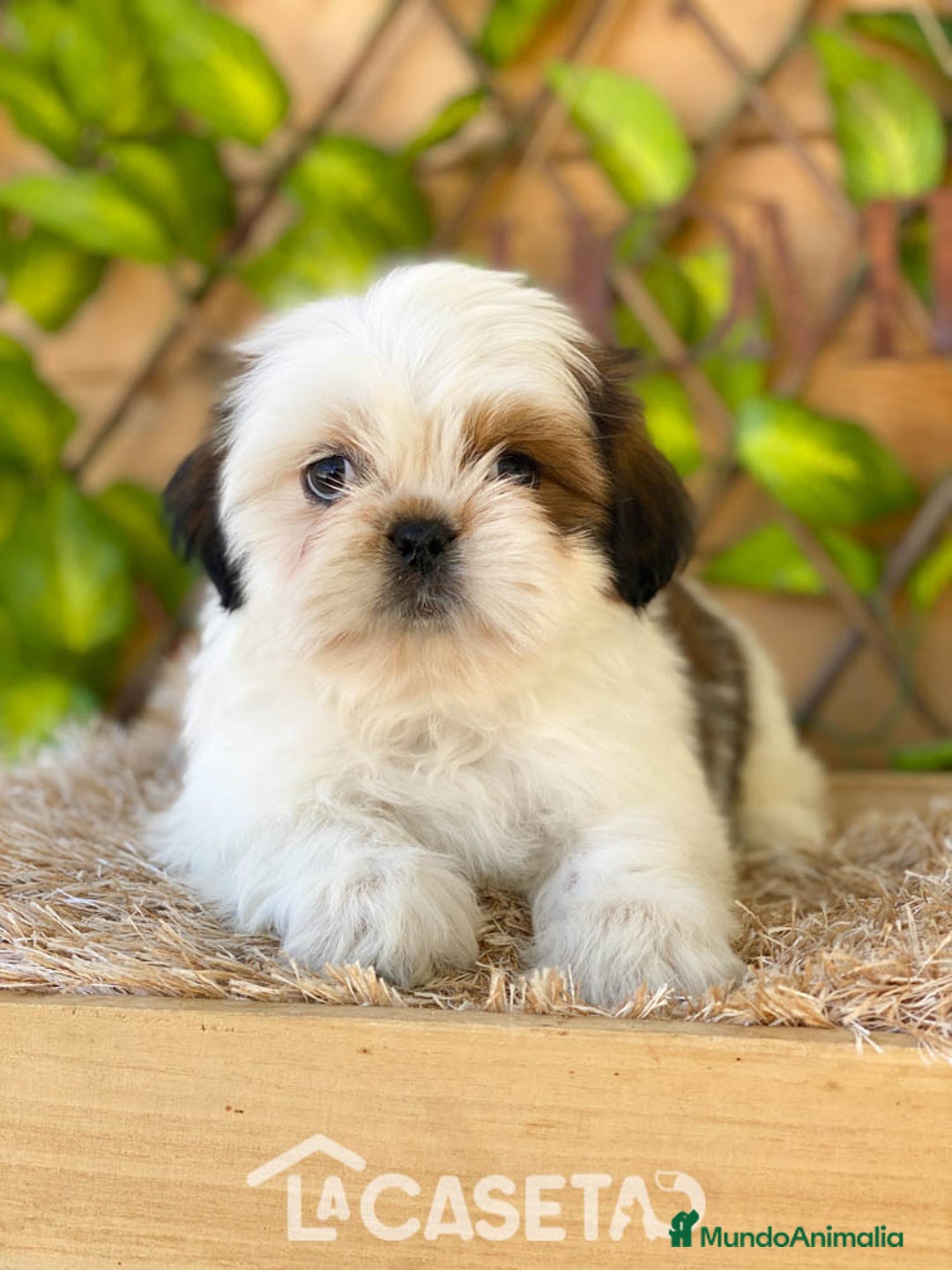 Shih Tzu perros en venta: Camada de Yadira  - Imagen 3