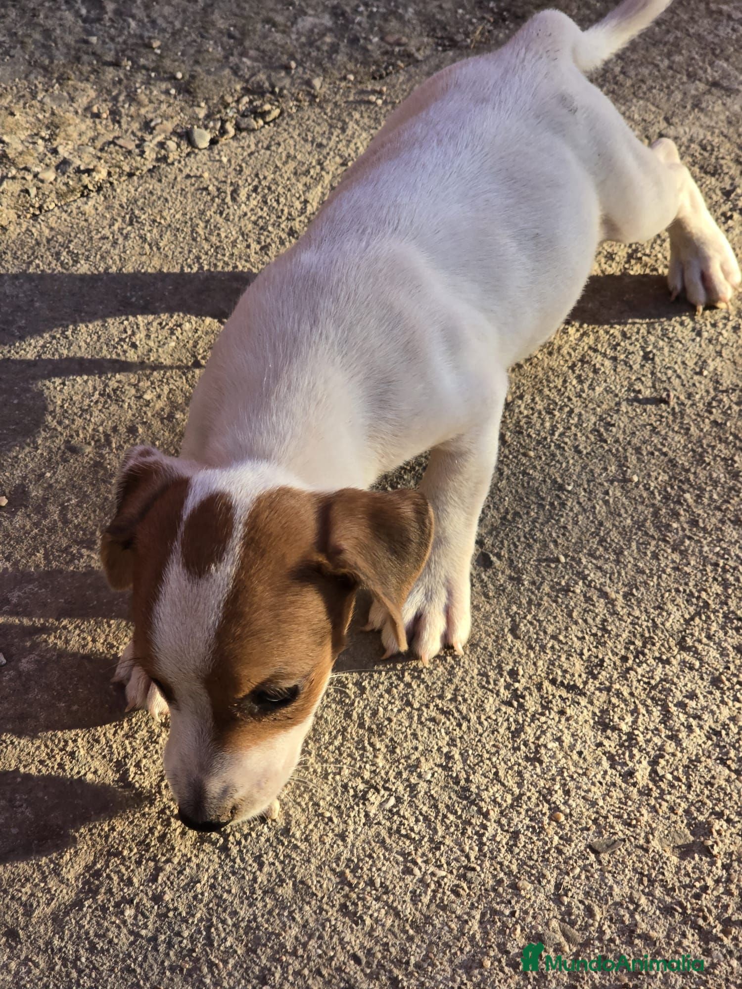 Jack Russell Terrier perros Jack Russell  - Anuncio 1