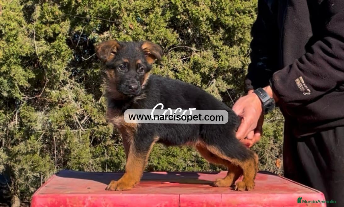 Pastor Alemán perros PASTOR ALEMAN BEBE  en Asturias - Anuncio 2