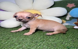 Chihuahua perros en venta: Chihuahuas Macho y Hembra Toy Canela - Imagen 2