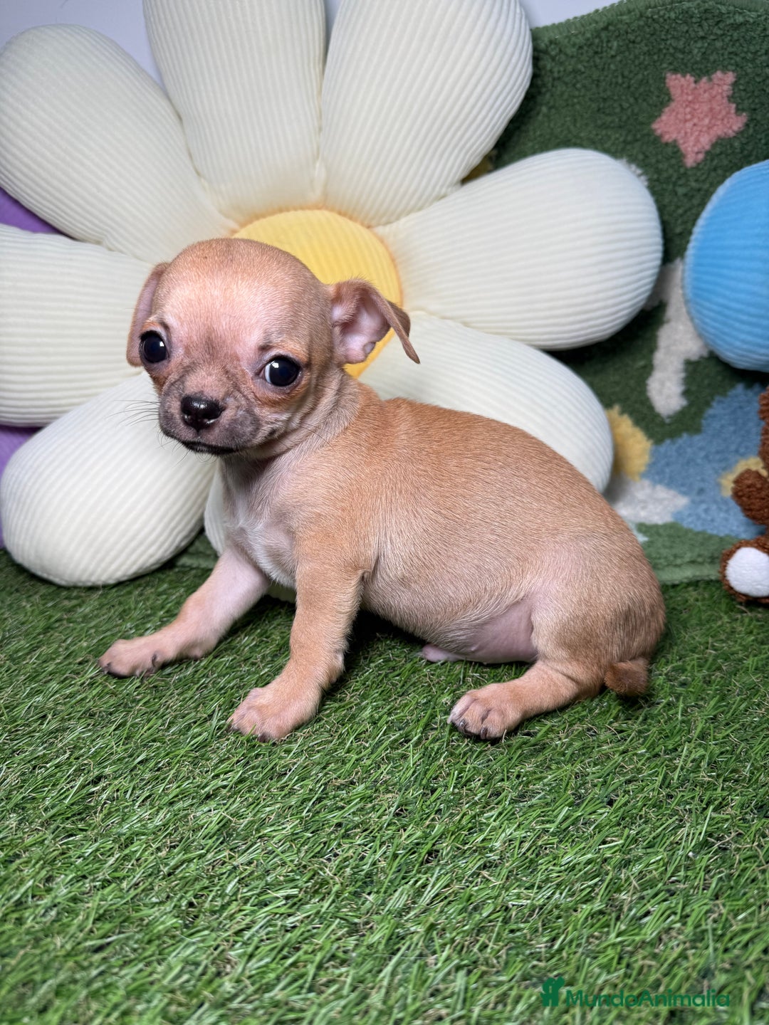 Chihuahua perros en venta: Chihuahuas Macho y Hembra Toy Canela - Imagen 2
