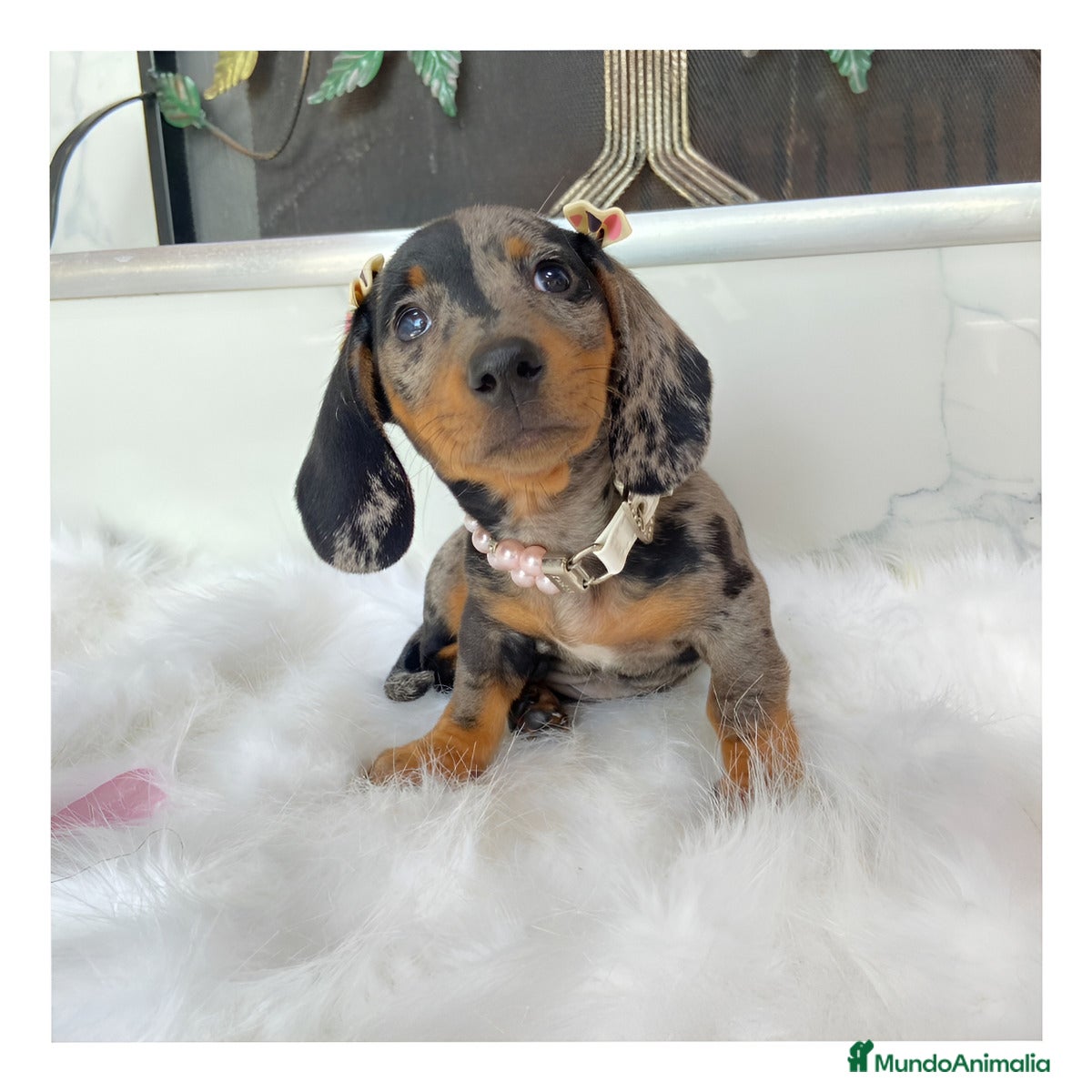 Teckel Miniatura perros TECKEL EXOTICOS (ENVIOS A TODA ESPAÑA)  - Anuncio 3