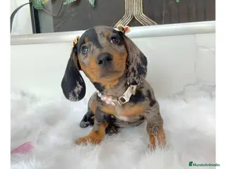 Teckel Miniatura perros TECKEL EXOTICOS (ENVIOS A TODA ESPAÑA) - Anuncio 3