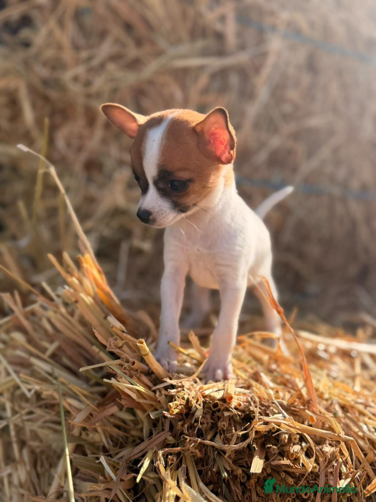 Chihuahua perros Disponible Chihuahuas de calidad  - Anuncio 1