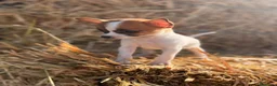 Chihuahua perros en venta: Disponible Chihuahuas de calidad  - Anuncio 1
