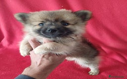 Pomerania perros en venta: Pomerania Standar  - Imagen 1