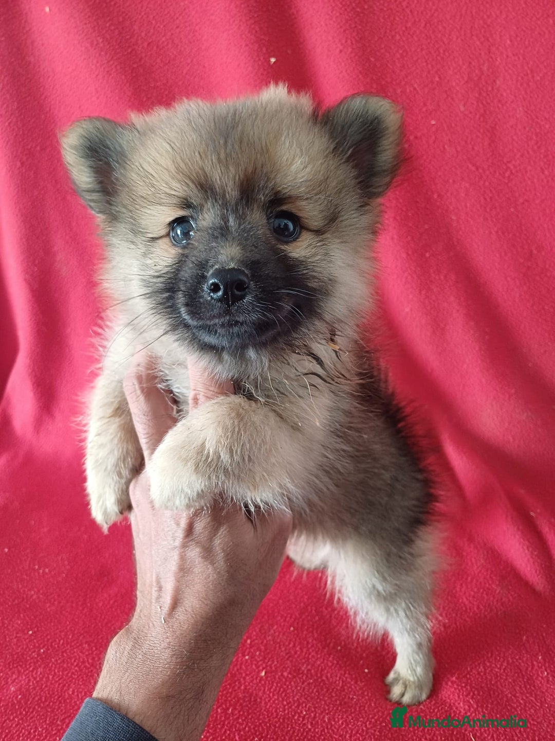 Pomerania perros en venta: Pomerania Standar  - Imagen 1