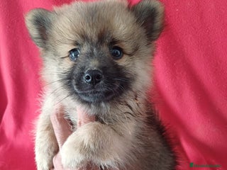 Pomerania perros - Anuncio 2