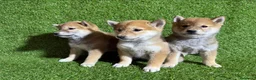 Shiba Inu perros en venta: SHIBA INU - Anuncio 3