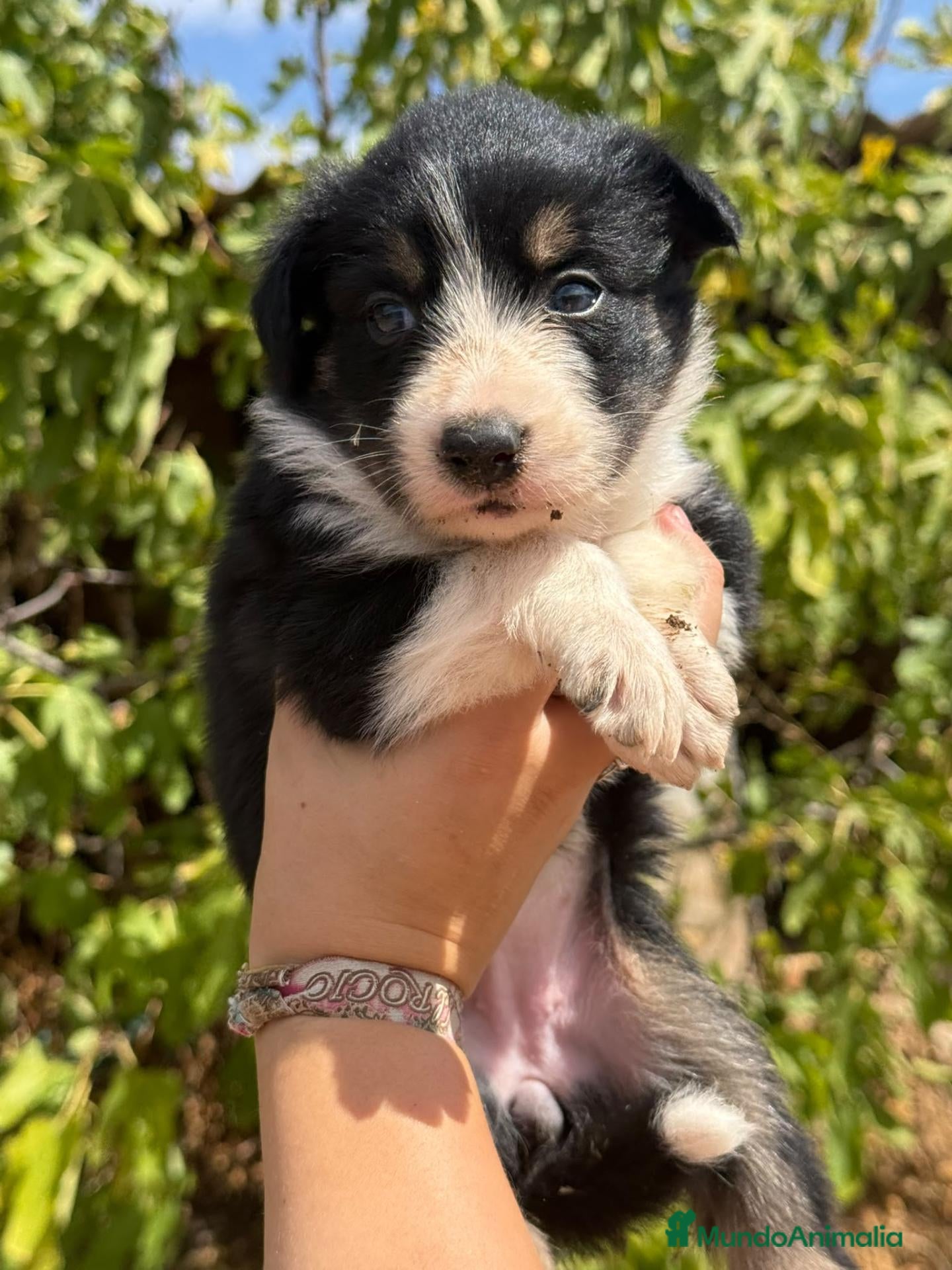 Border Collie perros Border collies de calidad  - Anuncio 28
