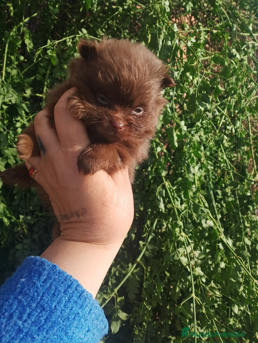 Pomerania perros en venta: Pomerania (pomchi) - Anuncio 6
