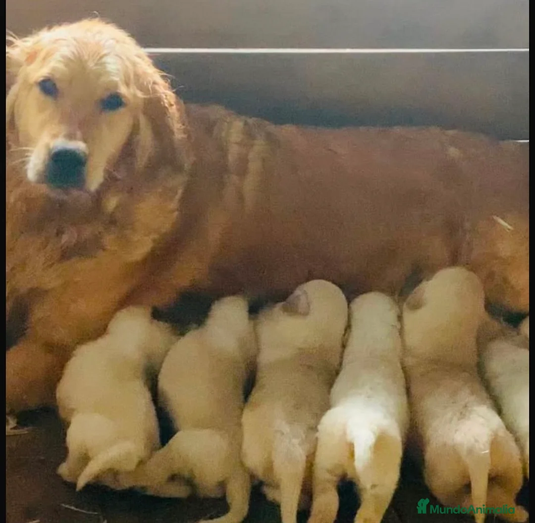 Labrador Retriever perros en venta: Labrador retriever dorado - Anuncio 1