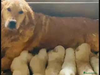 Labrador Retriever perros Labrador retriever dorado - Anuncio 1